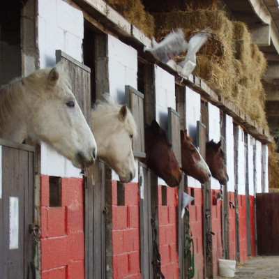 La collina degli stivali - Azienda Agricola e Maneggio