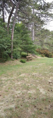 Pineta