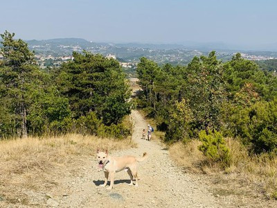 Pineta