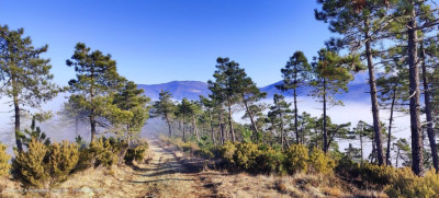 Pineta