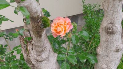 Giardino privato #5271