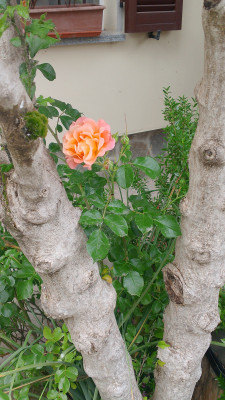 Giardino privato #5271