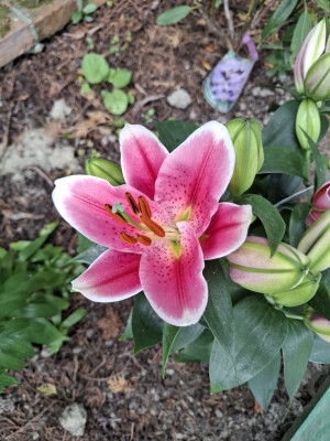 Giardino privato #5271