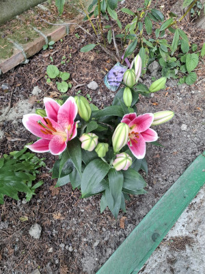 Giardino privato #5271