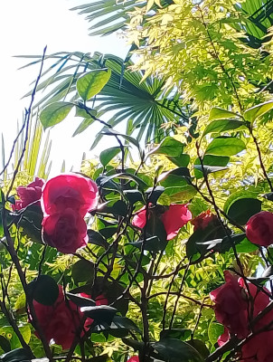 Giardino privato #5271