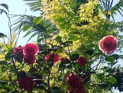 Giardino privato #5271