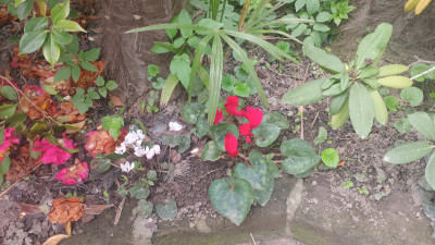 Giardino privato #5271