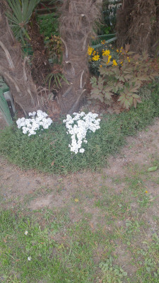 Giardino privato #5271