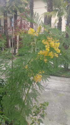 Giardino privato #5271