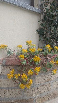 Giardino privato #5271