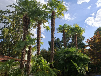 Giardino privato #5271
